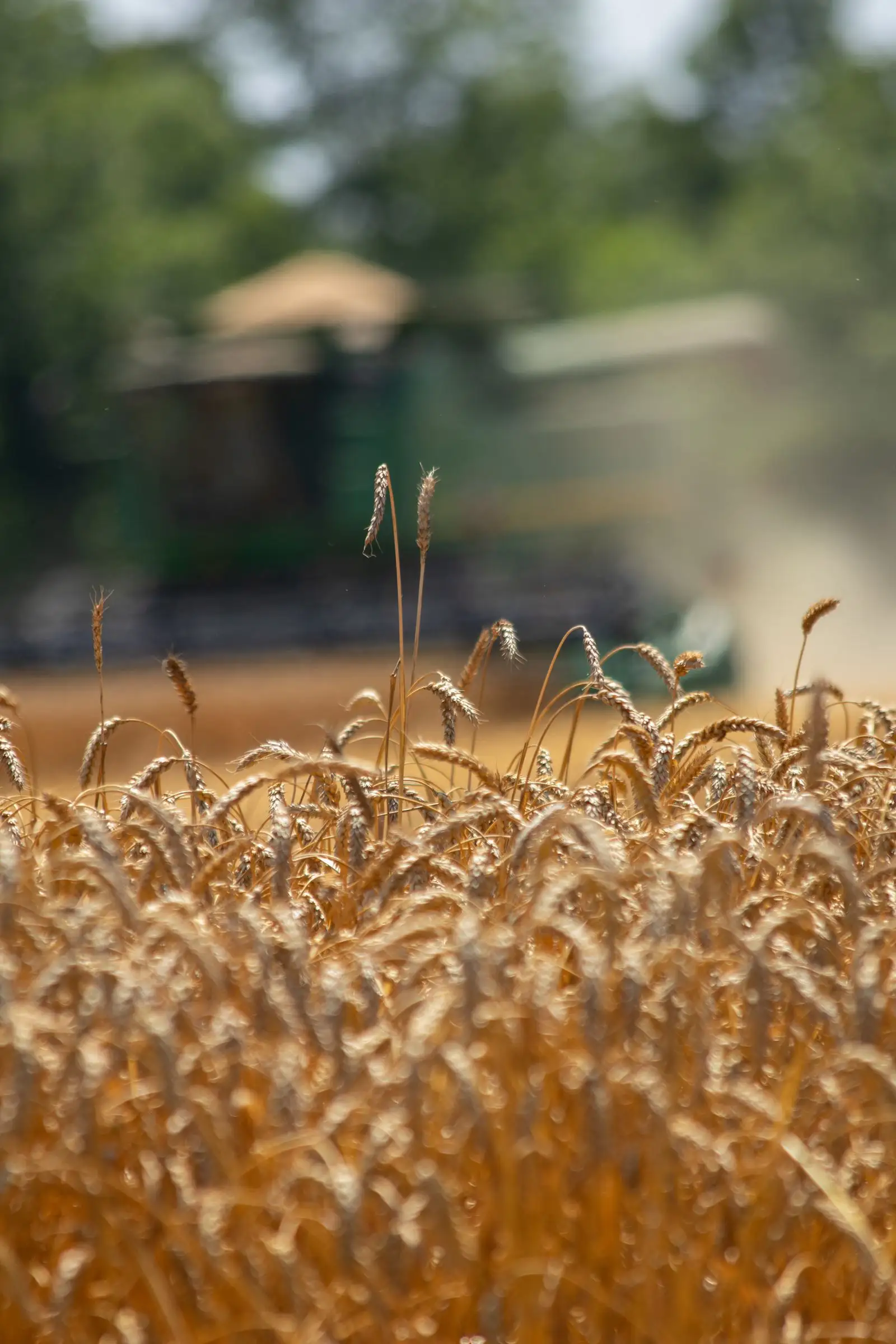 Close-up of golden grain for animal feed
