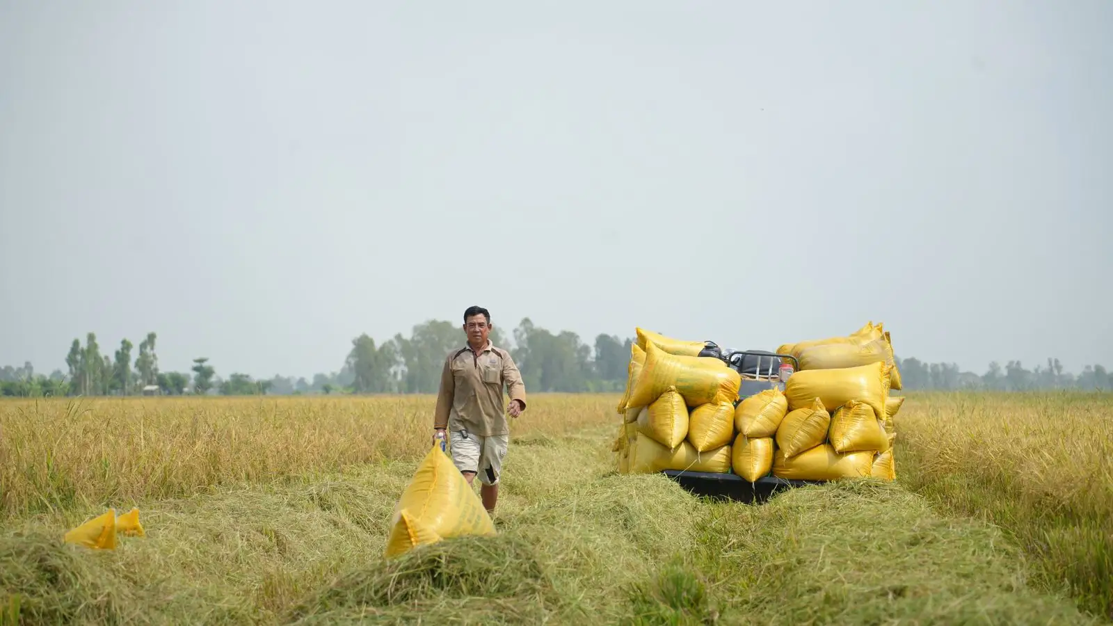 Golden woven sacks of harvested grain stacked on a cart in a rice field