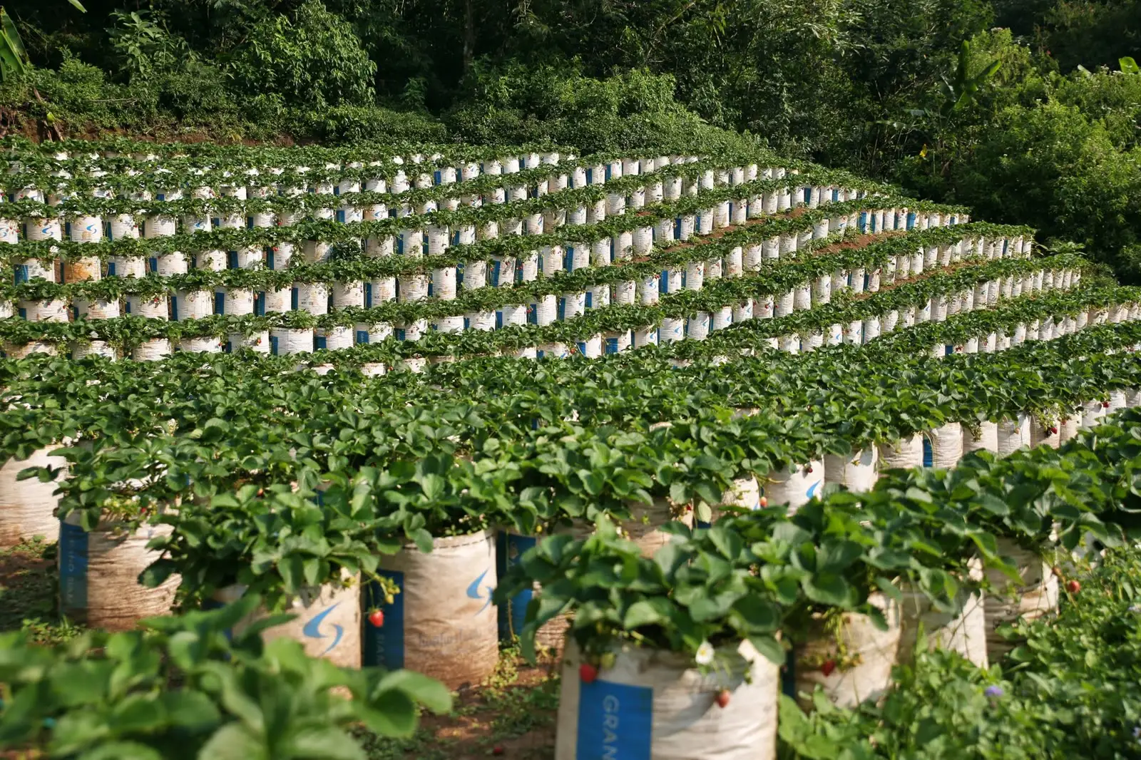 Rows of white PP woven bags reused as strawberry grow-bags on a hillside