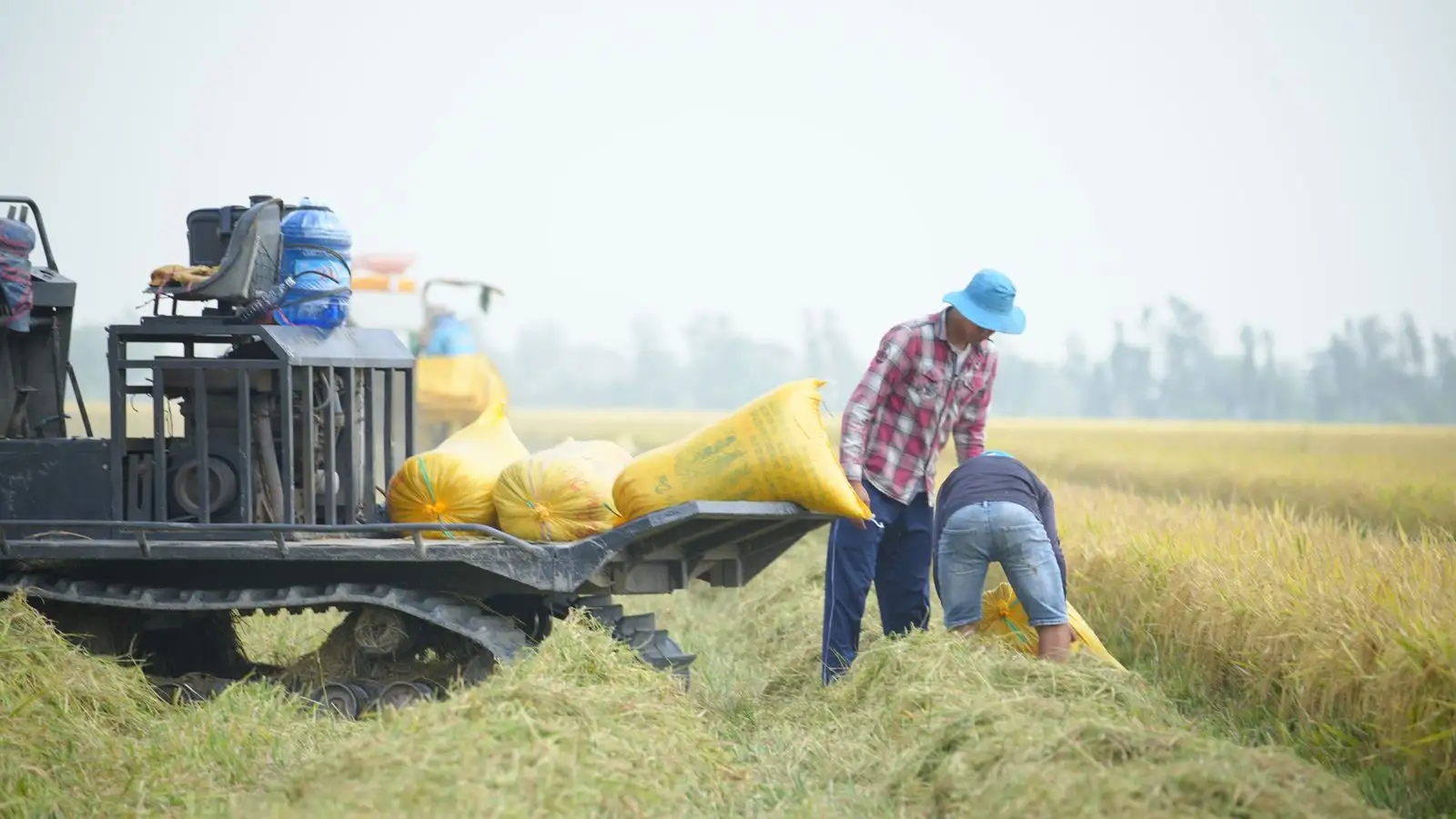 Yellow heavy-duty woven sacks loaded with harvested grain